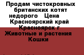 Продам чистокровных британских котят недорого › Цена ­ 2 - Красноярский край, Красноярск г. Животные и растения » Кошки   
